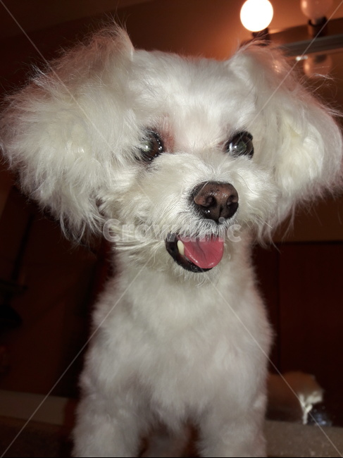 dog,pet,animal,동물,애완동물,cute