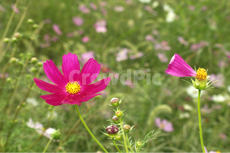 자연,식물,코스모스,가을,꽃,가을,계절,fall,autumn,season,식물,자연,plants,nature,꽃,flower,plant,petal,꽃잎,blossom