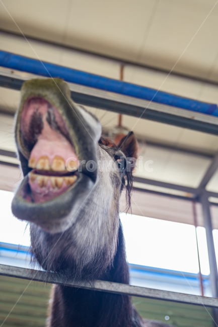 동물,말,페라리,머스탱,미소,스마일,animal,horse,ferrari,mustang,smile
