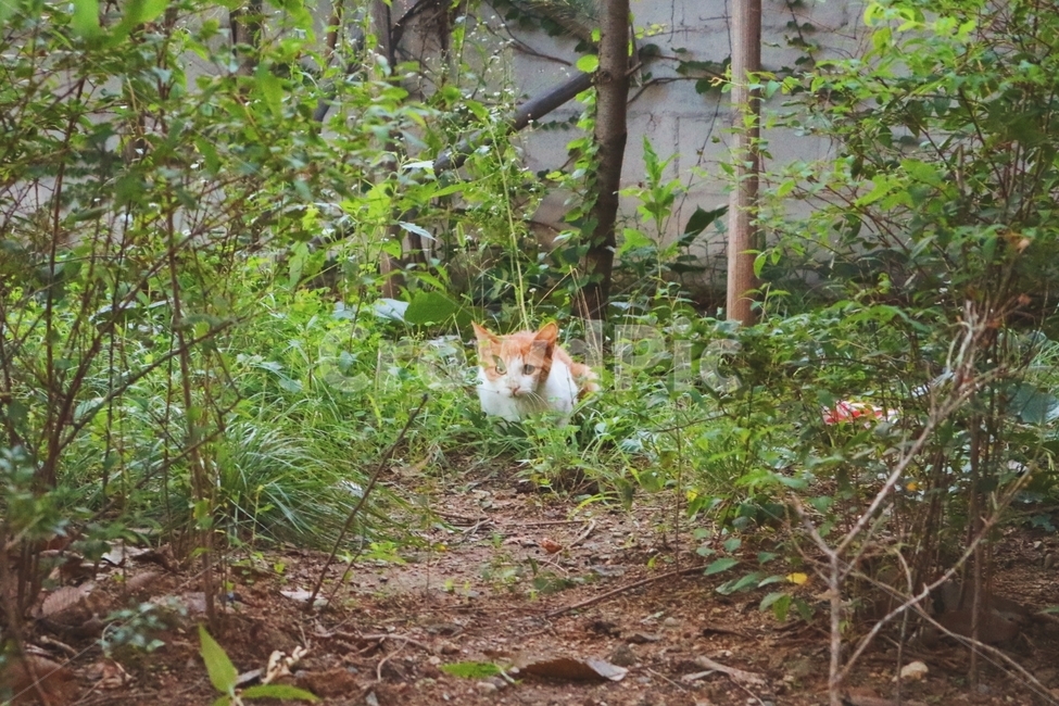고양이,cat,animal,동물,길고양이,동물,animal,포유류,mammal,고양이,cat,kitten,kitty