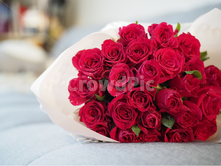 장미,빨간장미,선물,red,rose,식물,꽃,flower,redrose,gift,present,plant,plants,꽃다발,장미다발,장미꽃다발,bouquet,anniversary,기념일,붉은장미,빨강,레드,빨간색,부케,꽃,flower,기념일,축하,anniversary,congratulation,celebrate,celebration