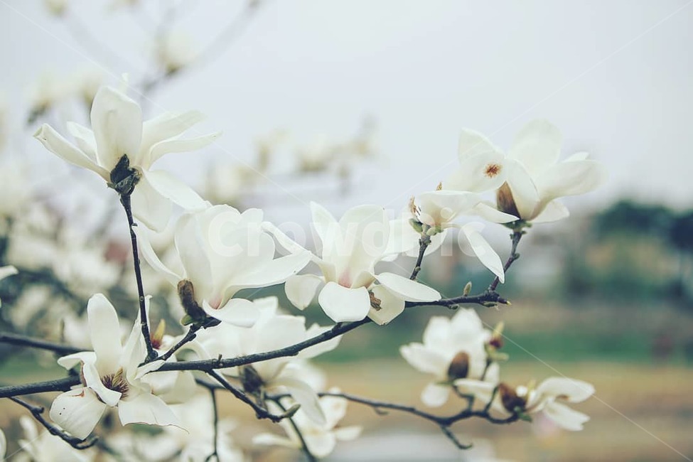 봄,꽃,목련,flower,spring,봄,계절,spring,season,식물,자연,plants,nature,꽃,flower,plant