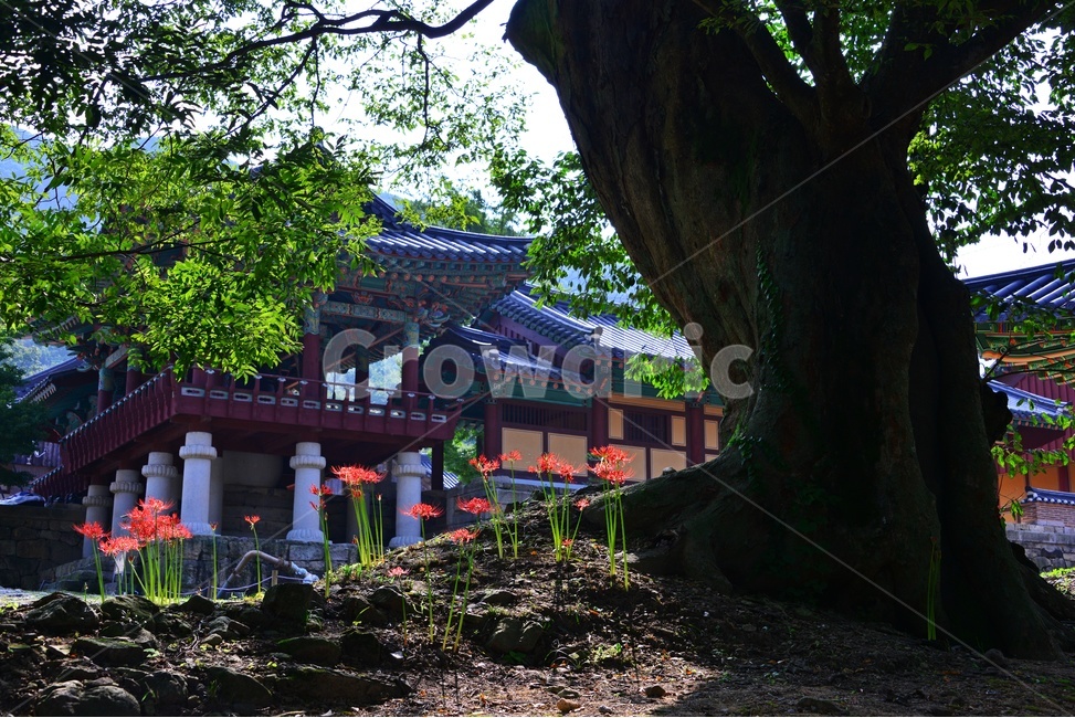 architecture,건축물,building,건물,light,flare,플레어,outdoors,옥외,blossom,flower,꽃,petal,꽃잎,plant,식물,tree,나무,treetrunk,나무줄기,영광,불갑사,꽃무릇축제,꽃무릇,축제,상사화