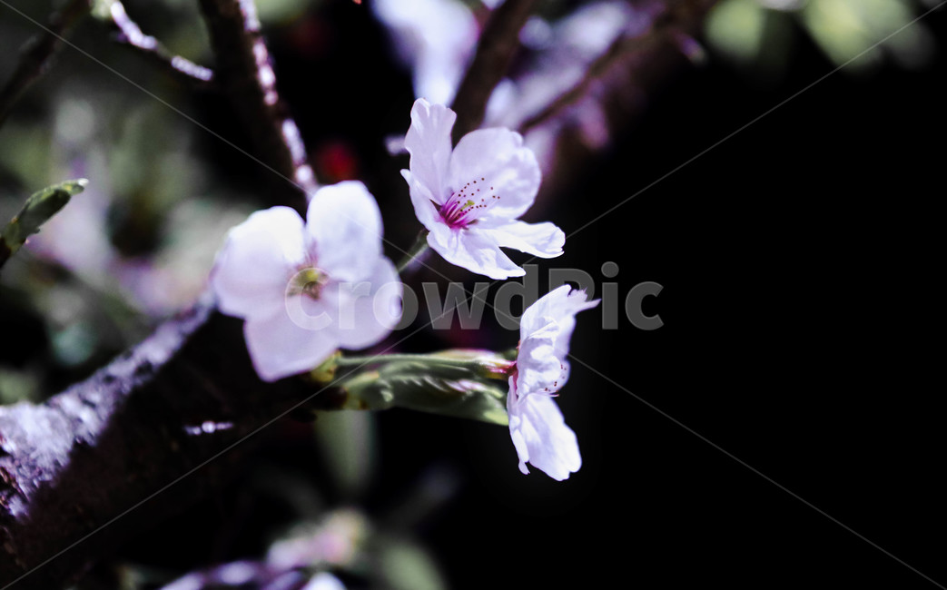 blossom,꽃,벚꽃,flower,cherryblossoms,밤,plant,식물,봄,spring