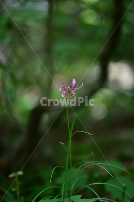 솔나리,야생화,식물,자연,꽃,생태,힐링,플라워,wildflower,flower,plants,nature,season,감성,느낌,emotion,feeling,백합목,백합과,여름,백합속,분홍색,여러해살이풀,식물,자연,plants,nature,꽃,flower