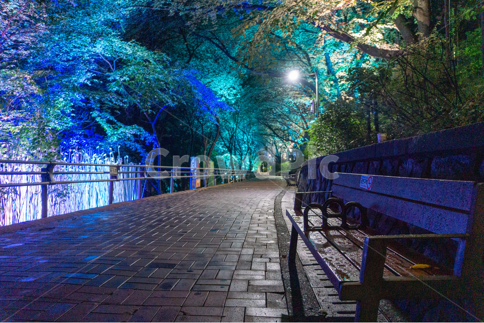 인천,자유공원,야경,led,조명,야간,동인천,차이나타운,나무,공원,산책,산보,산길,오솔길,통로,보도,숲속,형형색색,forest,path,lane,trail,walkway,길,수풀,벤치,의자,bench,자연,park,tree,nature,풍경,landscape,scenery,scene,view,night,nightview,nightscene,lighting,illumination,lamp,light,colourful,숲,야경,밤,풍경,nightscape,night,landscape
