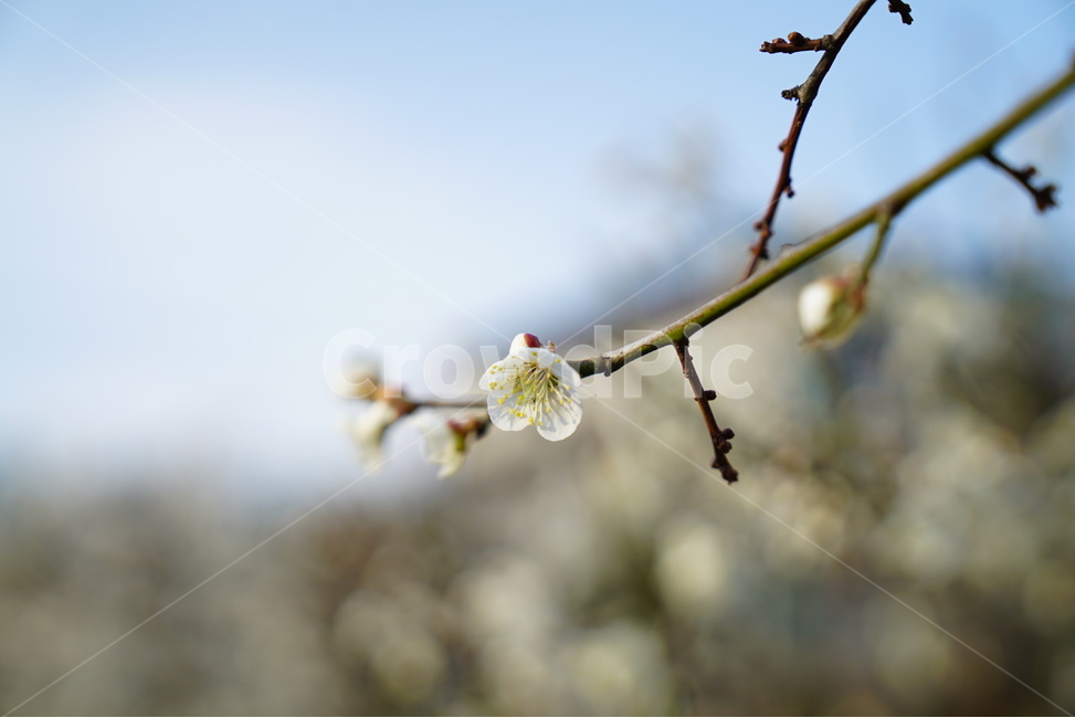 봄,벚꽃,꽃사진,꽃,클로즈업,봄,계절,spring,season,식물,자연,plants,nature,꽃,flower,plant