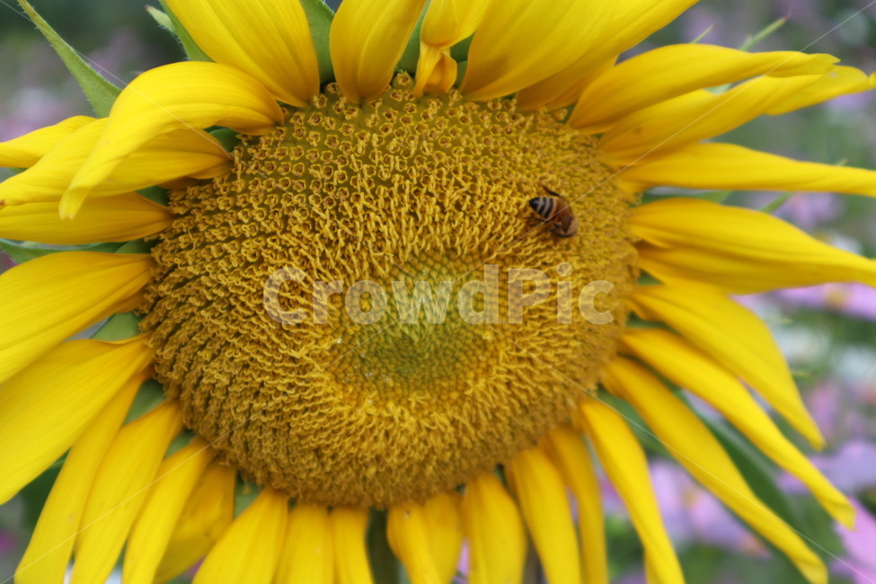 식물,꽃,해바라기,sunflower,blossom,plant,식물,자연,plants,nature,꽃,flower