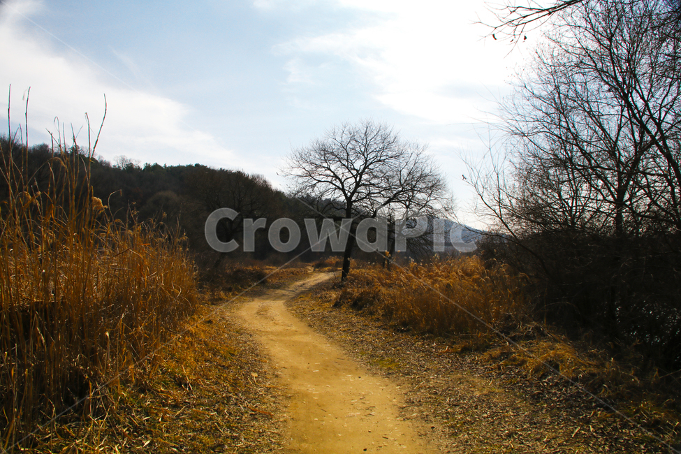 갈대,억새,풀,마른풀,풀숲,풀숲길,하천,강가,길가,가을,계절,fall,autumn,season,자연,풍경,nature,landscape,ground,바닥,dirt road,흙길,gravel,자갈,road,도로