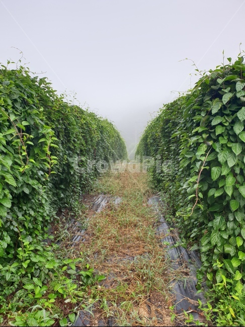 농장,plant,식물,새벽안개,시골,farm,자연,자연,풍경,nature,landscape