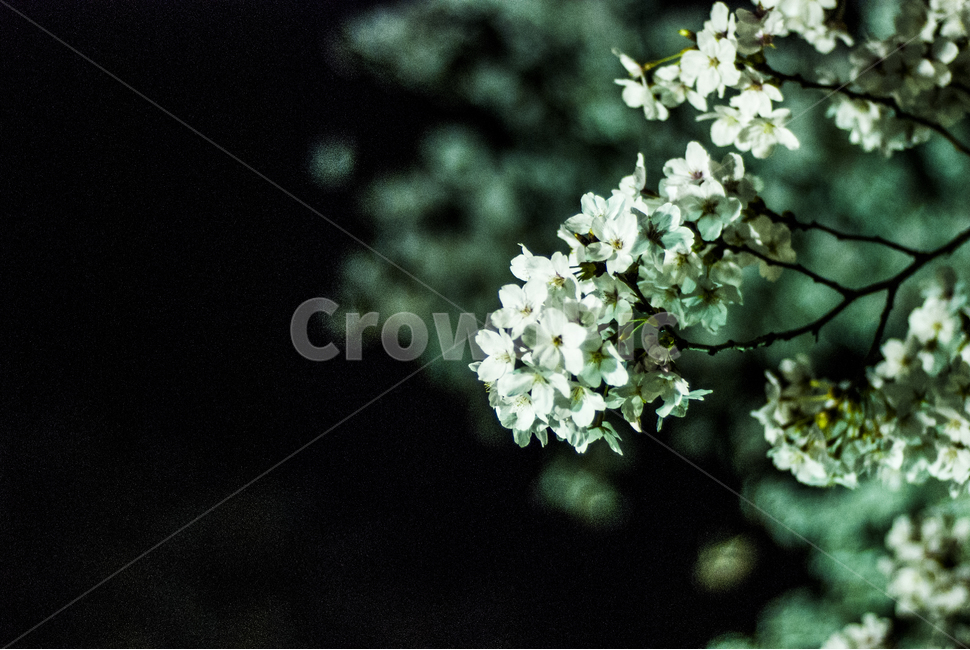 plant,식물,blossom,flower,꽃