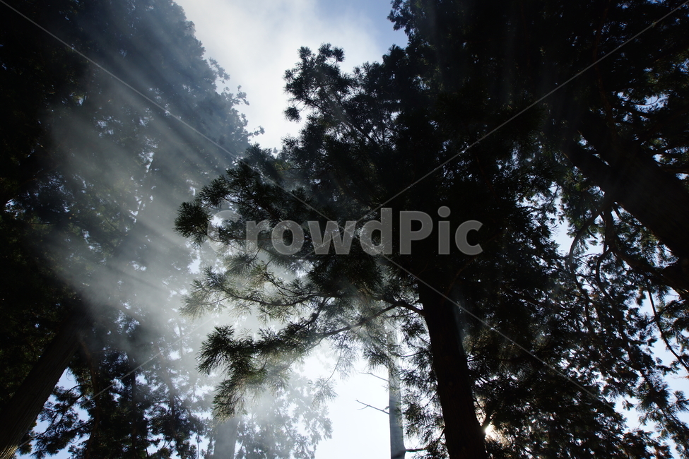 tree,나무,빛내림,햇빛,sunlight,신비