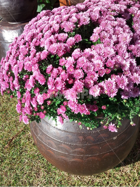 plant,꽃,가을꽃,국화,분홍색꽃,flower,식물,blossom