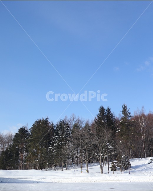 	일본,삿포로,풍경,하늘,눈,japan,sapporo,landscape,sky,snow,경치,하늘사진,감성,자연,배경,nature,나무,tree,겨울,계절,winter,season,자연,풍경,nature,landscape,plant,식물,fir,전나무