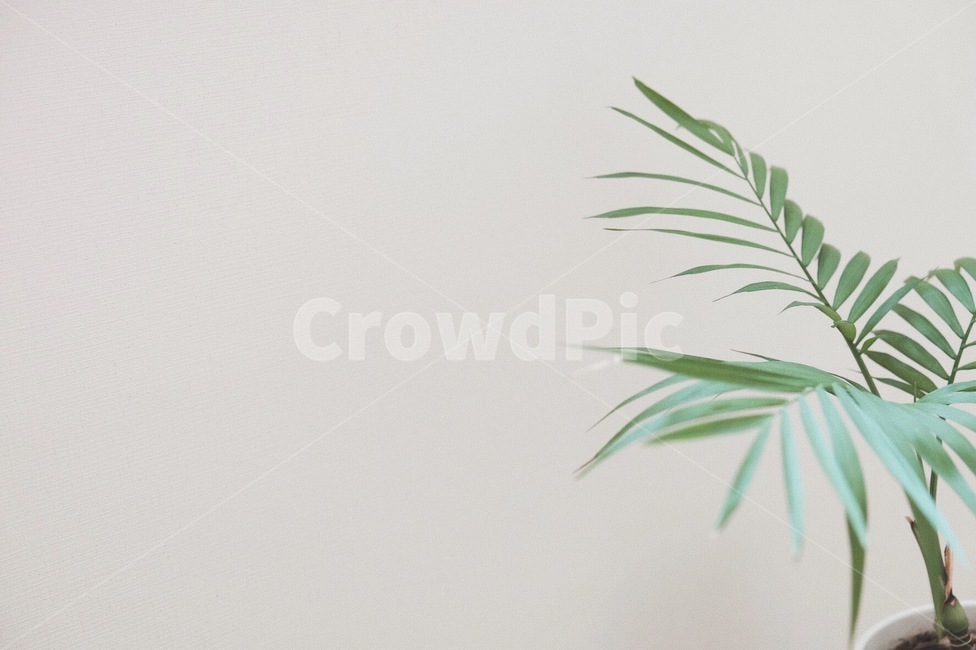 식물,초록,나무,연두,풀,잎,초록색,연두색,화분,흙,잎사귀,plant,green,식물,자연,plants,nature