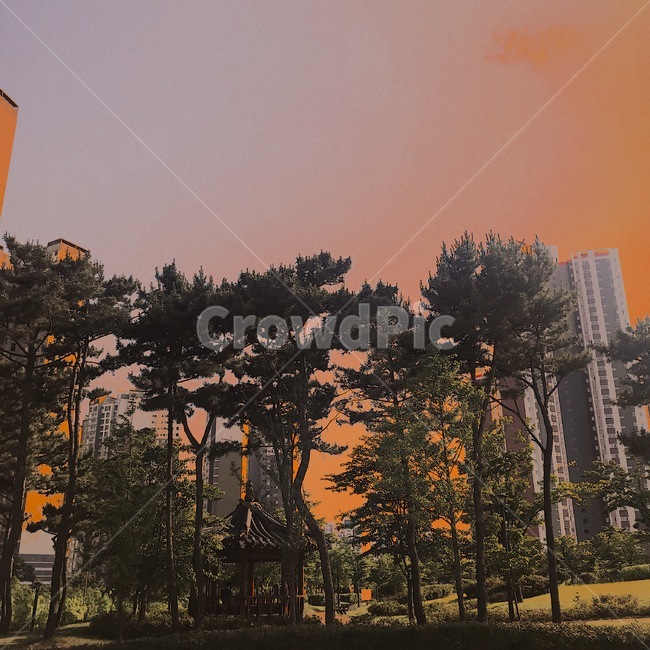 해질녘,정자,나무,소나무,노을