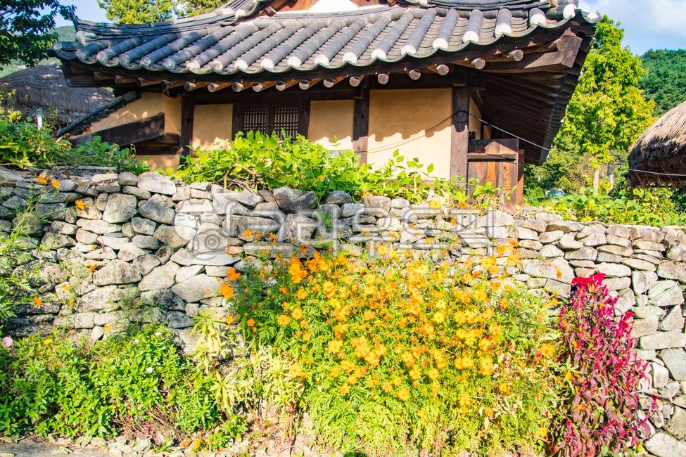 기와집,시골,농촌,한국,시골집,식물,나무,돌담,울타리,꽃,민속마을,전통,가을,자연,외암리,벽