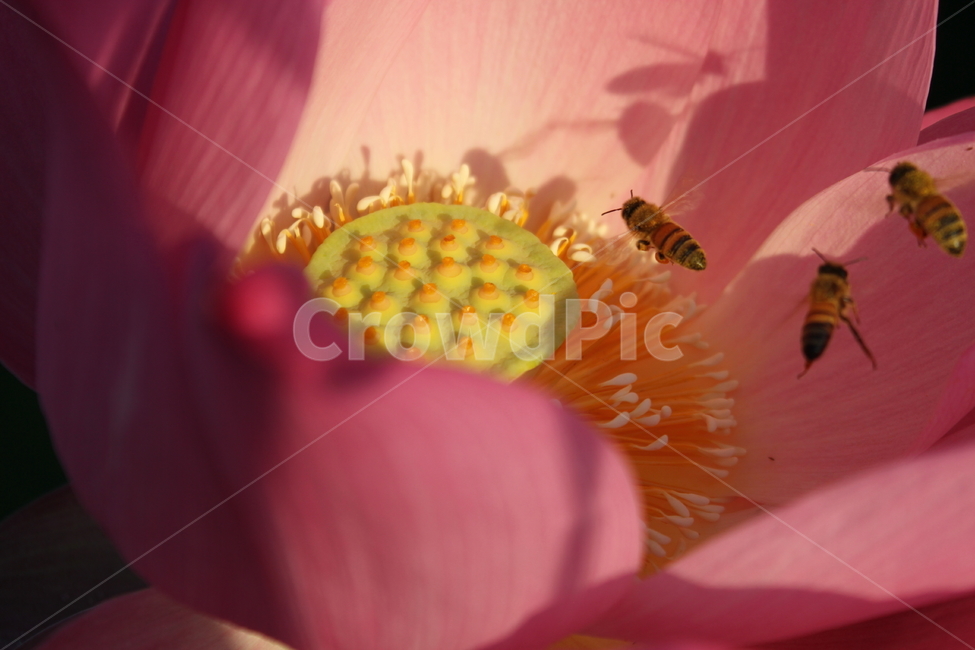 꽃,연꽃,식물,자연,lotus,식물,자연,plants,nature,꽃,flower,동물,animal,곤충,벌레,insect,bug