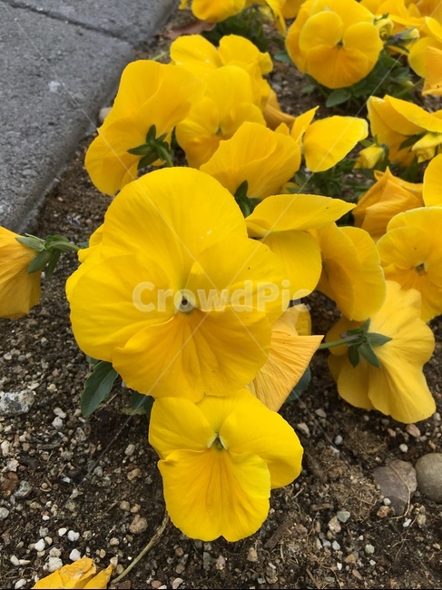 plant,식물,flower,blossom,꽃,노란꽃