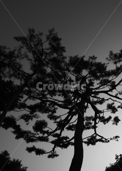소나무,흑백,역광,blackandwhite,자연,pinetree,감성사진,tree,silhouette,plant,식물,나무,실루엣,korea