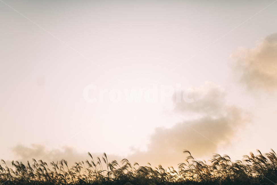 억새,제주도,오름,하늘,구름,노을,풍경,석양,가을,계절,fall,autumn,season,자연,풍경,nature,landscape,grass,잔디,plant,식물,lawn,reed,갈대