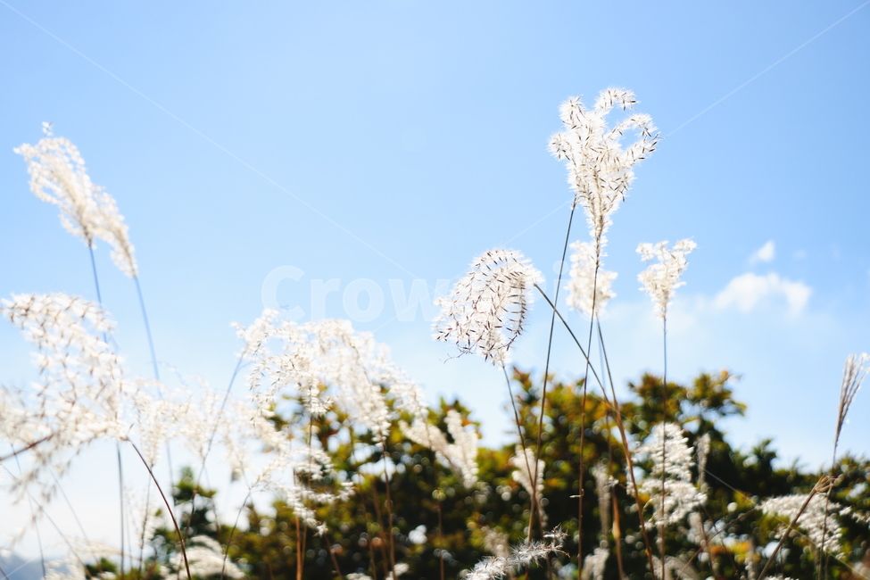 신불산,갈대,억새,갈대밭,억새밭,영남알프스,식물,가을,계절,fall,autumn,season,plant,grass,잔디
