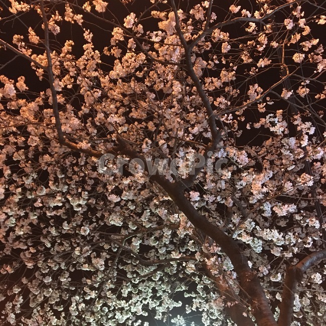 밤,저녁,벚꽃,봄,벚꽃나무,봄,계절,spring,season,야경,밤,풍경,nightscape,night,landscape,plant,식물,flower,꽃,cherry blossom,blossom