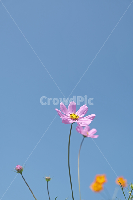 코스모스,하늘,파란하늘,꽃,가을꽃,flower,식물,가을하늘,가을,계절,fall,autumn,season,식물,자연,plants,nature,꽃,flower,plant,daisy,데이지,blossom,daisies