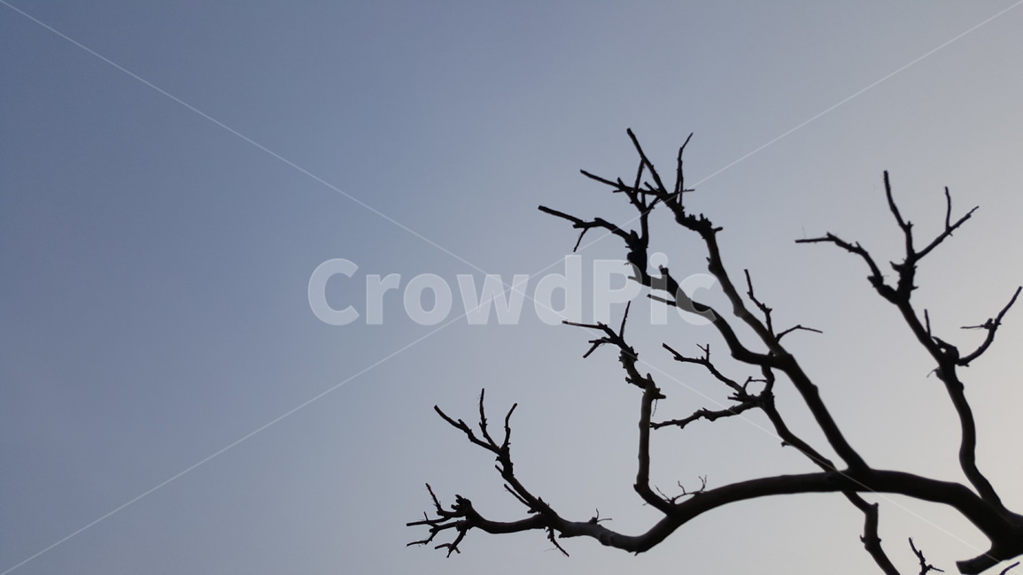 나무,번개,어둠,흐림,쓸쓸함,가지,외로움,식물,자연,plants,nature,나무,trees,wood
