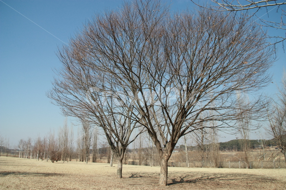 강천섬,나무,하늘,겨울,쓸쓸함,겨울,계절,winter,season,식물,자연,plants,nature,나무,trees,wood