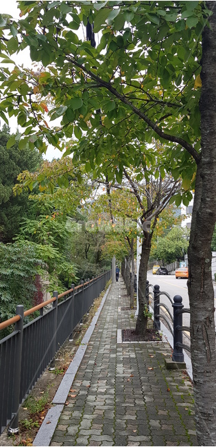가로수,산책,도로변,가을,단풍,걷기