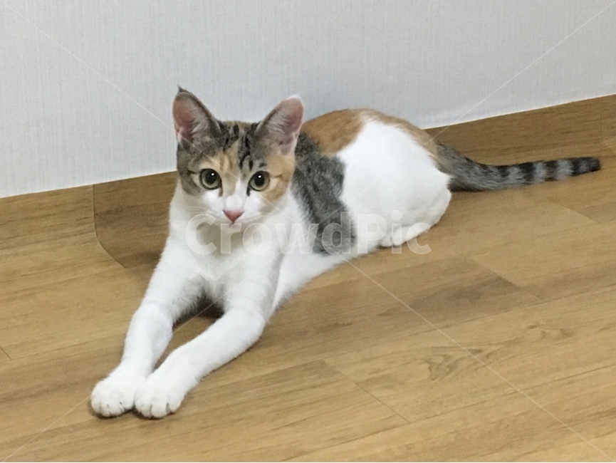 고양이,cat,삼색고양이,길고양이,귀여운,동물,animal,포유류,mammal,고양이,cat,kitten,kitty