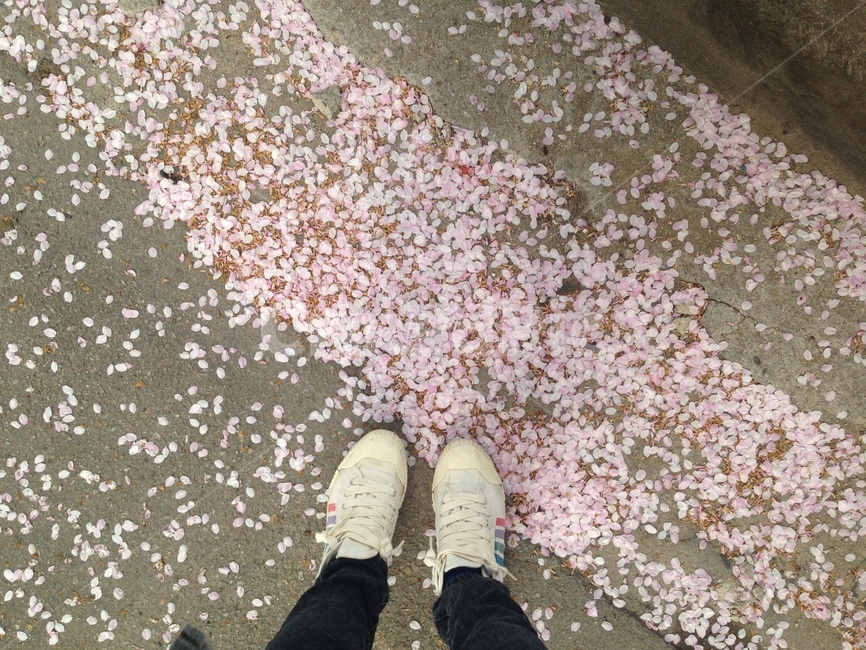 벚꽃,벚꽃잎,봄,바닥,꽃잎,petal,blossom