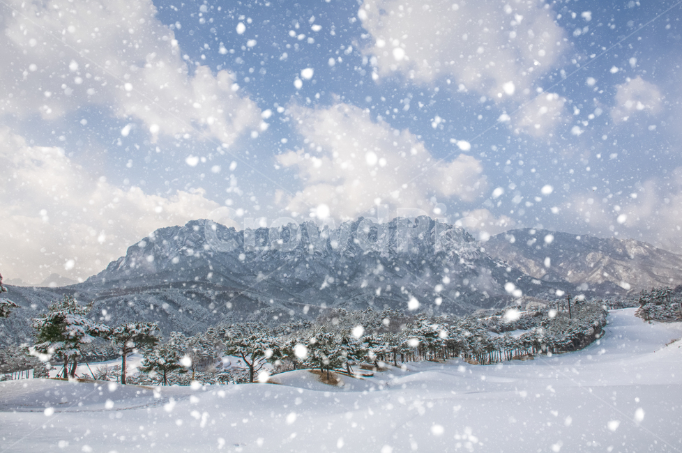 설악산,울산바위,골프장,델피노cc,설경,흰눈,겨울,계절,winter,season,자연,풍경,nature,landscape