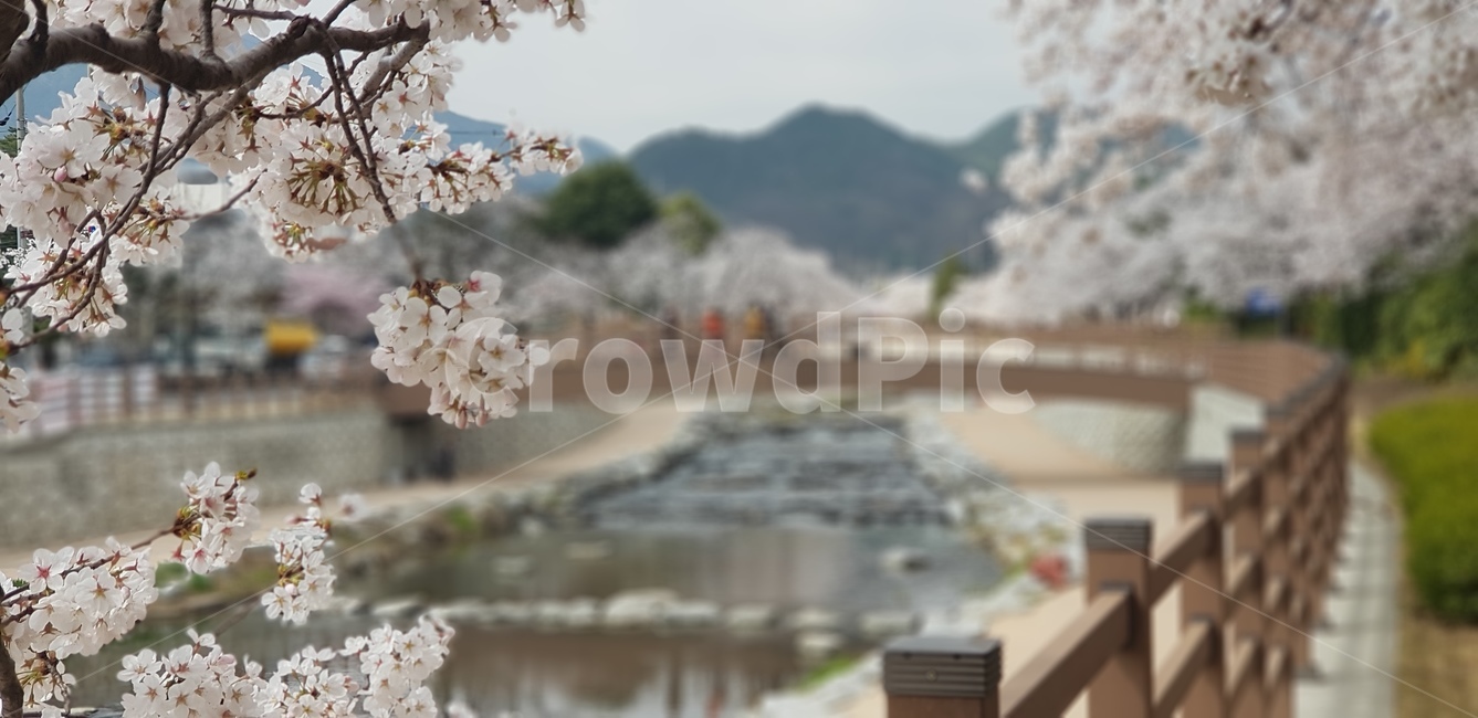 봄,봄꽃,벚꽃,꽃,감성,봄,계절,spring,season,자연,풍경,nature,landscape,plant,식물,flower,blossom,cherry blossom