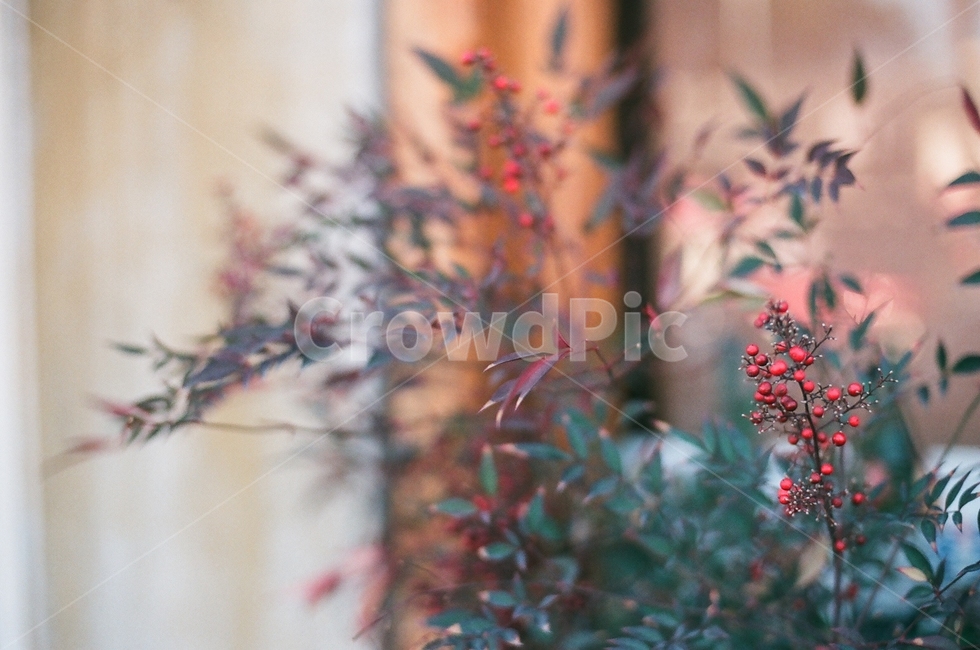 열매,풍경,가을열매,붉은열매,보리수,감성,식물,자연,plants,nature,과일,열매,fruit