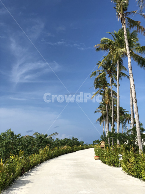 몰디브,maldives,휴양지,섬,island,하늘,sky,구름,cloud,자연,nature,outdoors,옥외,휴가,숲,forest,식물,treetrunk,plant,green,blue,tropical,트로피칼,summer,여름,여유,rest,길,road,tree,나무,야자수,palm,land,ground,트로피컬