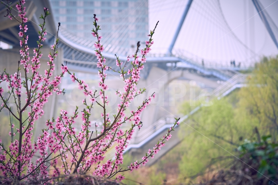벚꽃,매화,봄꽃,분홍,녹음,다리,한강,샛강공원,여의도,식물,자연,plants,nature,봄,계절,spring,season,꽃,flower,plant