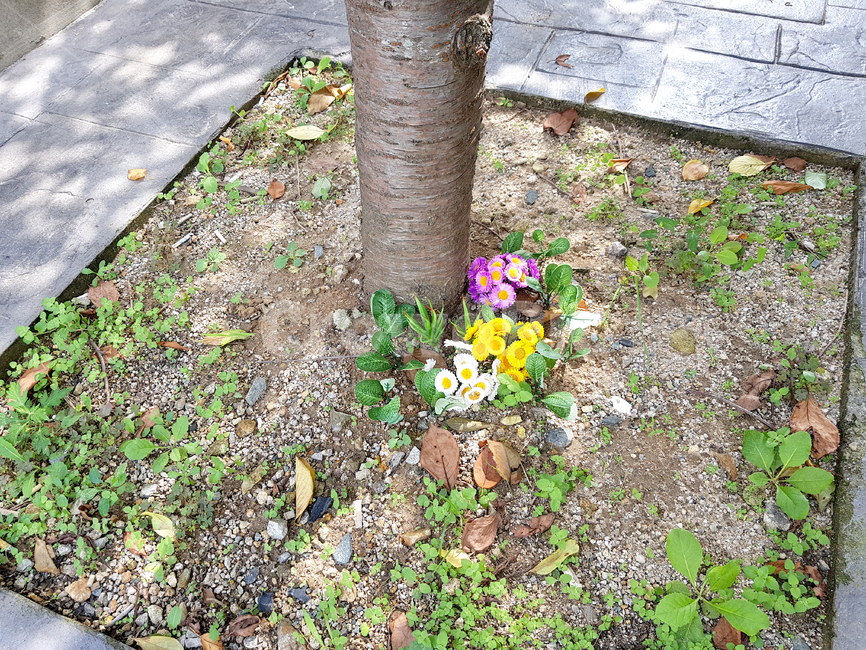 ground,바닥,plant,식물,tree,나무,가짜꽃,조화,식물,자연,plants,nature