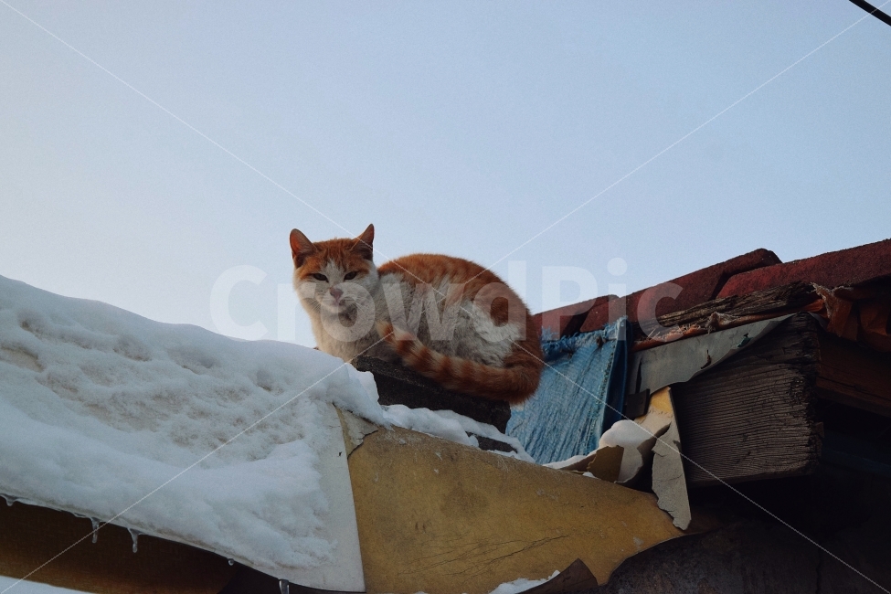고양이,길고양이,눈,겨울,하늘,지붕,동물,animal,포유류,mammal,고양이,cat,kitten,kitty