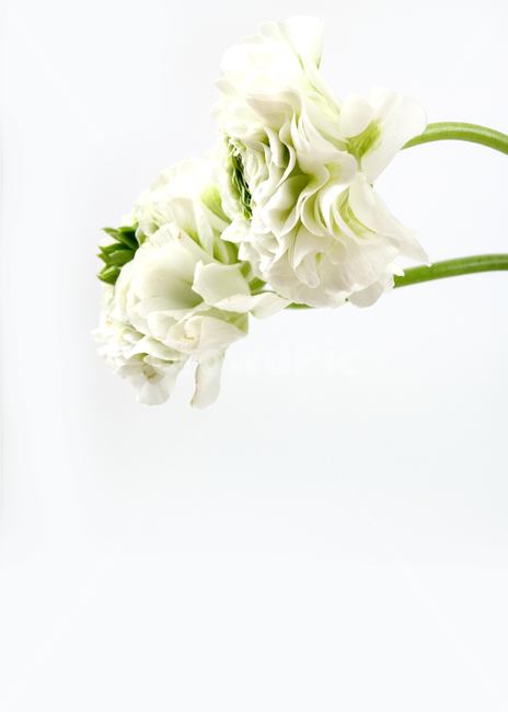 꽃,봄꽃,봄,배경,백그라운드,배경이미지,꽃다발,컬러,flowers,background,seasonal,빨간꽃,흰꽃,하얀꽃,꽃,flower
