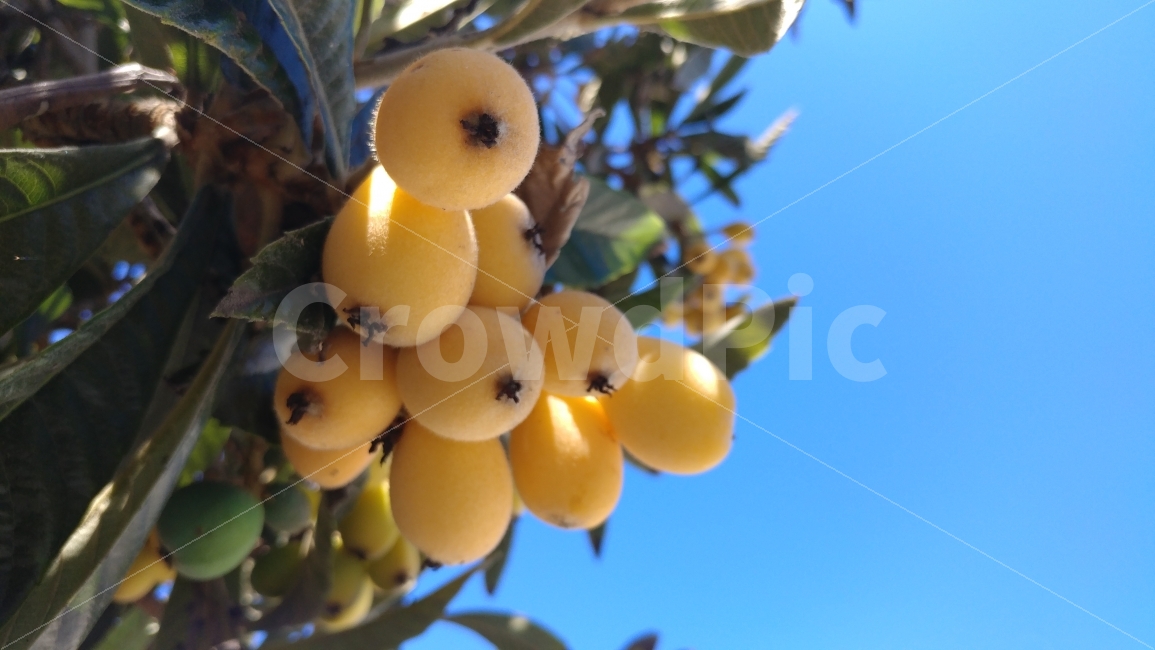 파란하늘,비파,과일나무,남가주,미국,켈리포니아,bluesky,loquat,tree,southernCalifornia,fruit,음식,식재료,요리,food,cook,meal,dishes,food reserves,과일,열매,fruit