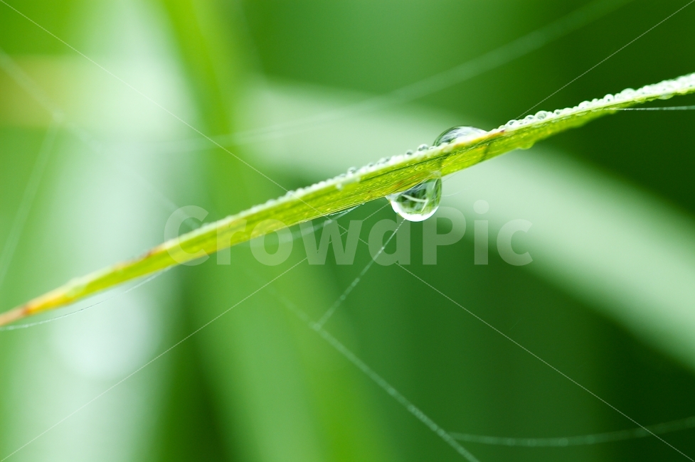 감성,색감,식물,아침이슬,거미줄,식물,자연,plants,nature