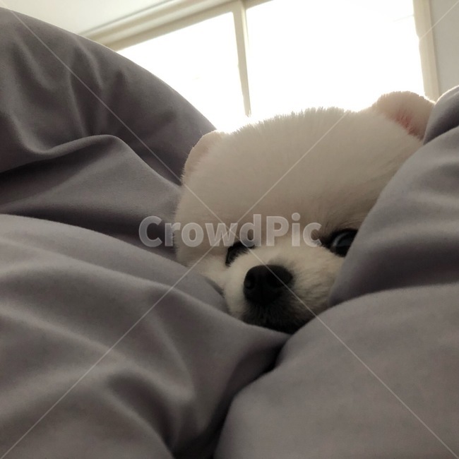 강아지,포메라니안,화이트포메라니안,포메,개,dog