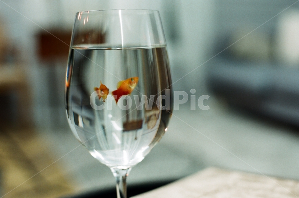 금붕어,멜랑꼴리,Goldfish,Melancholy,Gloom,Depression,동물,animal,어류,물고기,fish,감성,sensible,feeling