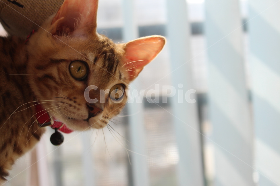 고양이,뱅갈고양이,감성사진,감성,cat,동물,animal,포유류,mammal,고양이,cat,kitten,kitty