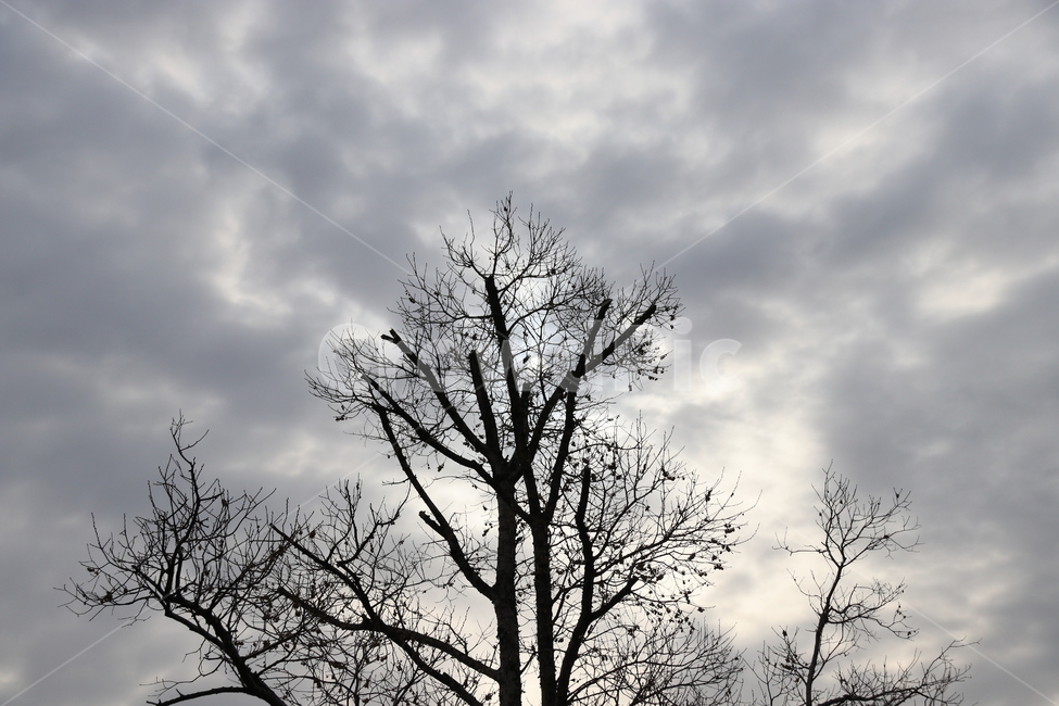tree,나무,plant,식물,하늘,구름,먹구름,식물,자연,plants,nature,나무,trees,wood