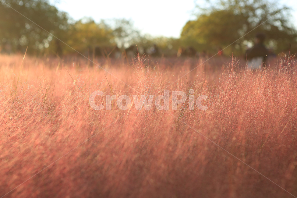 핑크뮬리,하늘공원,핑크,역광사진,pinkmuhlygrass,backlight,가을,계절,fall,autumn,season,식물,자연,plants,nature,outdoors,옥외,grassland,목초지,field,들,savanna,대초원