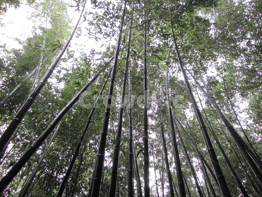 plant,식물,bamboo,대나무,대나무숲,green,숲,forest,식물,자연,plants,nature,나무,trees,wood