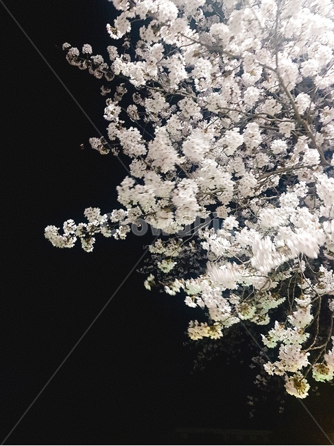 벚꽃,밤,밤하늘,아경,밤벚꽃,봄,계절,spring,season,야경,밤,풍경,nightscape,night,landscape,식물,자연,plants,nature,꽃,flower,plant,blossom